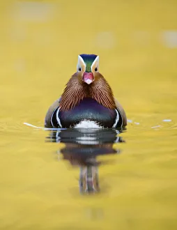 Mandarin duck (Aix galericulata) male swimming, London, UK, November Mandarin duck (Aix galericulata) male swimming, London, UK, November