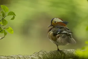 Mandarin duck (Aix galericulate) male resting in tree, Sheffield, UK May Mandarin duck (Aix galericulate) male resting in tree, Sheffield, UK May