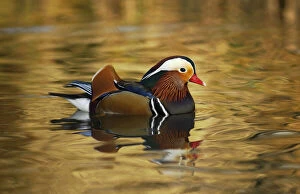 Images Dated 17th January 2019: Mandarin duck drake (Aix galericulata) floating on colourful water, Southwest London, UK