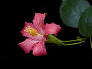 Mandrinette (Hibiscus fragilis), cultivated in breeding program at Kew Gardens, London, UK Mandrinette (Hibiscus fragilis), cultivated in breeding program at Kew Gardens, London, UK