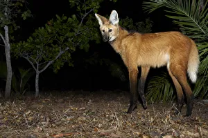 Maned wolf (Chrysocyon brachyurus) searching for food, Piaui, Cerrado, Brazil, South Maned wolf (Chrysocyon brachyurus) searching for food, Piaui, Cerrado, Brazil, South
