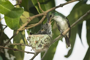 Apodiformes Gallery: Mangrove hummingbird (Amazilia boucardi) female feeding chicks in nest, Pacific coast
