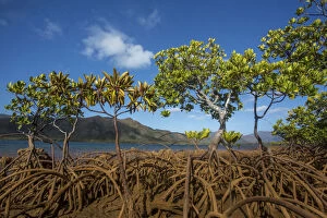 Images Dated 5th October 2015: Mangroves on Tupeti Island, Southern Lagoon, Forgotten Coast, Lagoons of New Caledonia