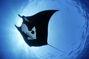 Manta ray (Manta birostris), San Benedicto, Revillagigedo (Socorro) Islands, Mexico Manta ray (Manta birostris), San Benedicto, Revillagigedo (Socorro) Islands, Mexico