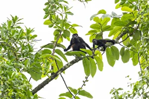 Mantled howler monkey (Alouatta palliata) female and young in tree Mantled howler monkey (Alouatta palliata) female and young in tree