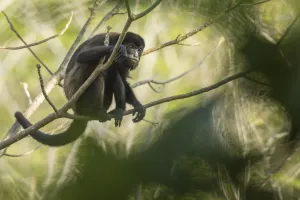 Mantled howler monkey (Alouatta palliata) with bokeh, Costa Rica Mantled howler monkey (Alouatta palliata) with bokeh, Costa Rica