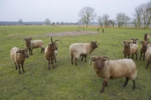 Manx Loaghtan Sheep (Ovis aries) used for grazing on unimproved grassland on Minsmere RSPB Reserve Manx Loaghtan Sheep (Ovis aries) used for grazing on unimproved grassland on Minsmere RSPB Reserve