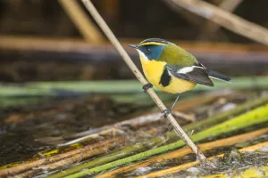 Many-coloured rush tyrant (Tachuris rubrigastra) perched on reed stem at the waters edge Many-coloured rush tyrant (Tachuris rubrigastra) perched on reed stem at the waters edge