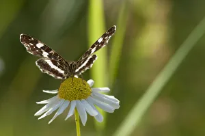 Map Butterfly (Araschnia levana) feeding on anthemis, second generation, southern Finland Map Butterfly (Araschnia levana) feeding on anthemis, second generation, southern Finland
