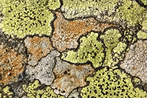 Images Dated 25th August 2008: Map lichen (Rhizocarpon geographicum) growing on schist boulder. Nordtirol, Austrian Alps