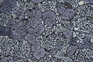 Map lichen (Rhizocarpon geographicum) on granite rock, Sarek National Park, Laponia Map lichen (Rhizocarpon geographicum) on granite rock, Sarek National Park, Laponia