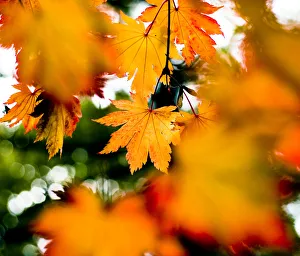 Maple leaves (Acer sp), UK. October 2009 Maple leaves (Acer sp), UK. October 2009