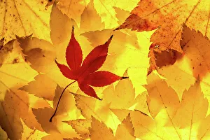 Maple leaves backlit on lightbox, Broxwater, Cornwall, UK. November 2013 Maple leaves backlit on lightbox, Broxwater, Cornwall, UK. November 2013
