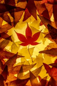 Maple leaves backlit on lightbox, Broxwater, Cornwall, UK. November 2013 Maple leaves backlit on lightbox, Broxwater, Cornwall, UK. November 2013