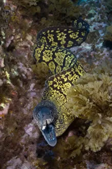 Images Dated 29th June 2009: Marbled moray (Muraena helena) with mouth open, Princesa Alice, Azores, Portugal