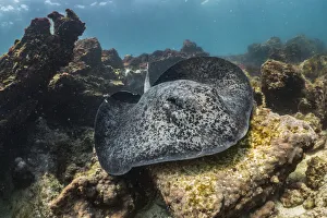 Marbled Stingray (Taeniurops meyeni), Galapagos Marbled Stingray (Taeniurops meyeni), Galapagos