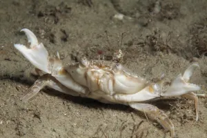 Marbled swimming crab (Liocarcinus marmoreus) Jersey, British Channel Islands, June Marbled swimming crab (Liocarcinus marmoreus) Jersey, British Channel Islands, June