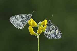Two Marbled white butterflies (Melanagria galathea) resting on Meadow vetchling Two Marbled white butterflies (Melanagria galathea) resting on Meadow vetchling