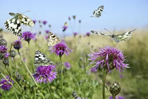 Marbled white butterflies (Melanargia galathea) visiting Greater knapweed (Centaurea Marbled white butterflies (Melanargia galathea) visiting Greater knapweed (Centaurea