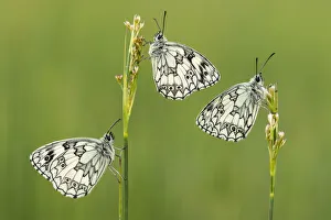 Three Marbled white butterflies (Melanargia galathea) resting on reeds, Devon, UK, July Three Marbled white butterflies (Melanargia galathea) resting on reeds, Devon, UK, July
