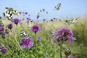 Images Dated 11th July 2014: Marbled white butterflies (Melanargia galathea) visiting Greater knapweed (Centaurea