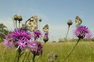 Three Marbled white butterflies (Melanargia galathea) nectaring on Greater knapweed Three Marbled white butterflies (Melanargia galathea) nectaring on Greater knapweed