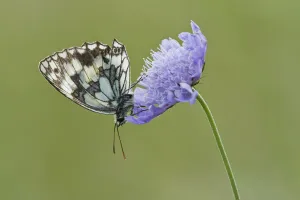Marbled White Butterfly (Melanagria galathea) resting on Small Scabious (Scabiosa Marbled White Butterfly (Melanagria galathea) resting on Small Scabious (Scabiosa
