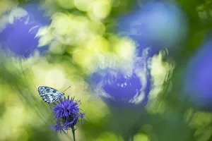 Marbled white butterfly (Melanargia galathea) on knapweed, with soft focus bokeh effect Marbled white butterfly (Melanargia galathea) on knapweed, with soft focus bokeh effect
