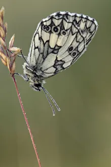 Marbled White butterfly (Melanargia galathea) covered in dew at dawn, Hertfordshire Marbled White butterfly (Melanargia galathea) covered in dew at dawn, Hertfordshire