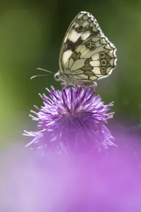 Marbled white butterfly (Melanargia galathea) on knapweed flower, Aosta Valley, Gran Marbled white butterfly (Melanargia galathea) on knapweed flower, Aosta Valley, Gran
