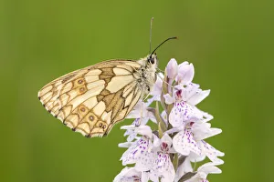Marbled white butterfly (Melanargia galathea) resting on Heath spotted orchid Marbled white butterfly (Melanargia galathea) resting on Heath spotted orchid