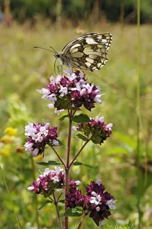 Marbled white butterfly (Melanargia galathea) on Wild marjoram (Origanum vulgare Marbled white butterfly (Melanargia galathea) on Wild marjoram (Origanum vulgare