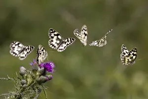 Marbled white butterfly (Melanargia galathea) sequence showing landing and taking off from a Greater knapweed Marbled white butterfly (Melanargia galathea) sequence showing landing and taking off from a Greater knapweed