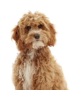 Cockapoo Prints: Cockapoo Puppy Print, 18 Weeks Old