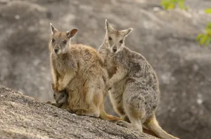 Mareeba rock wallaby (Petrogale mareeba) family, near Mareeba, Queensland, Australia Mareeba rock wallaby (Petrogale mareeba) family, near Mareeba, Queensland, Australia