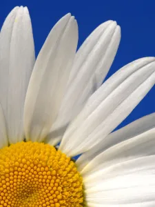 Marguerite / Oxeye daisy {Leucanthemum vulgare}, Devon. UK Marguerite / Oxeye daisy {Leucanthemum vulgare}, Devon. UK