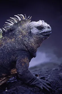 Marine iguana {Amblyrhynchus cristatus} Fernandina Is, Galapagos Islands, Ecuador Marine iguana {Amblyrhynchus cristatus} Fernandina Is, Galapagos Islands, Ecuador