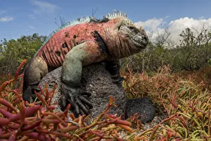 Marine Iguana (Amblyrhynchus cristatus) perched on a rock Marine Iguana (Amblyrhynchus cristatus) perched on a rock