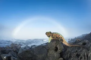 Marine iguana (Amblyrhynchus cristatus) males in breeding colouration on rocks, with sun halo