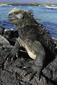 Images Dated 9th April 2010: Marine Iguana (Amblyrhynchus cristatus) basking on volcanic rock. Fernandina Island