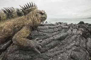 Marine iguana (Amblyrhynchus cristatus) basking on volcanic rock at coast. Isabela Island Marine iguana (Amblyrhynchus cristatus) basking on volcanic rock at coast. Isabela Island