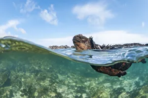 Marine iguana (Amblyrhynchus cristatus), Punta Espinosa, Fernadina Island, Galapagos Marine iguana (Amblyrhynchus cristatus), Punta Espinosa, Fernadina Island, Galapagos
