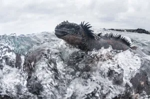 Marine iguana (Amblyrhynchus cristatus) in the surf, Black Beach, Floreana Island Marine iguana (Amblyrhynchus cristatus) in the surf, Black Beach, Floreana Island