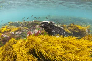 Marine iguana (Amblyrhynchus cristatus) in water, Puerto Egas, Santiago Island, Galapagos Marine iguana (Amblyrhynchus cristatus) in water, Puerto Egas, Santiago Island, Galapagos