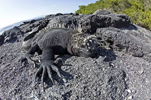 Marine iguanas (Amblyrhynchus cristatus) basking on volcanic rock, Punta Espinosa Marine iguanas (Amblyrhynchus cristatus) basking on volcanic rock, Punta Espinosa