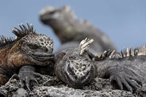 Marine Iguanas (Amblyrhynchus cristatus) basking. Fernandina Island, Galapagos Islands Marine Iguanas (Amblyrhynchus cristatus) basking. Fernandina Island, Galapagos Islands