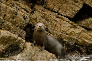 Marine otter (Lontra felina) female on coastal rocks, Paracas National Reserve, Peru Marine otter (Lontra felina) female on coastal rocks, Paracas National Reserve, Peru