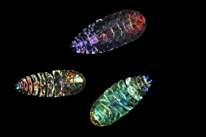 Marine planktonic Copepod (Sapphirina sp.) brightly coloured copepods Marine planktonic Copepod (Sapphirina sp.) brightly coloured copepods