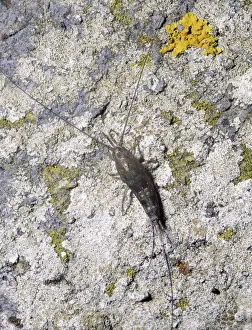 Marine springtail / bristletail (Petrobius maritimus) adult resting on stones, Lough Muree Marine springtail / bristletail (Petrobius maritimus) adult resting on stones, Lough Muree