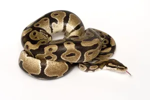 Prints of Ball / Royal python (Python regius) coiled with tongue extended Ball Python Prints: Royal python coiled print